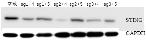 Double sgRNA, gene knockout carrier, gene knockout sting gene pig fibroblast cell line and construction method thereof