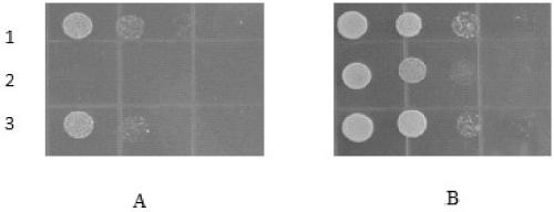 Potassium translocator TPK1-1 from tobacco and coding gene and application thereof