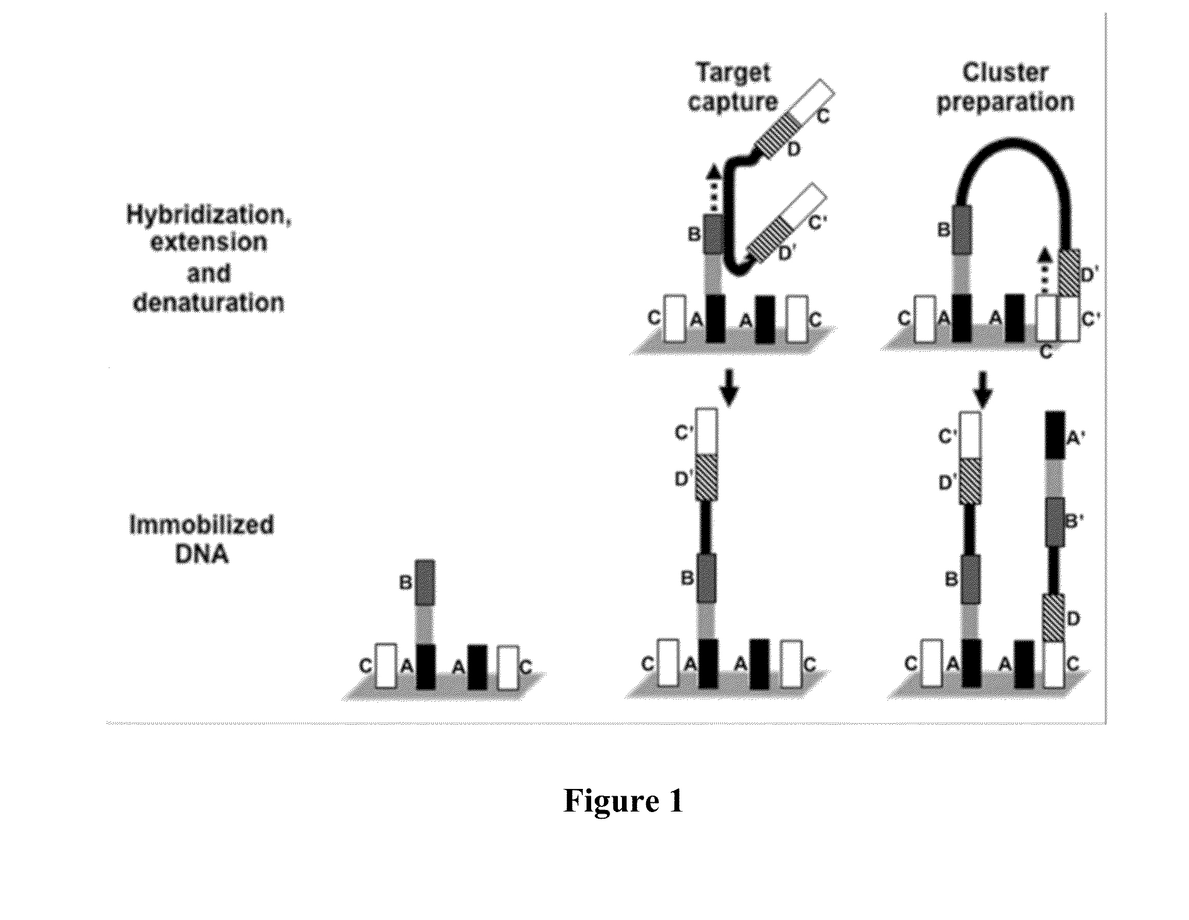 System and Methods for Detecting Genetic Variation
