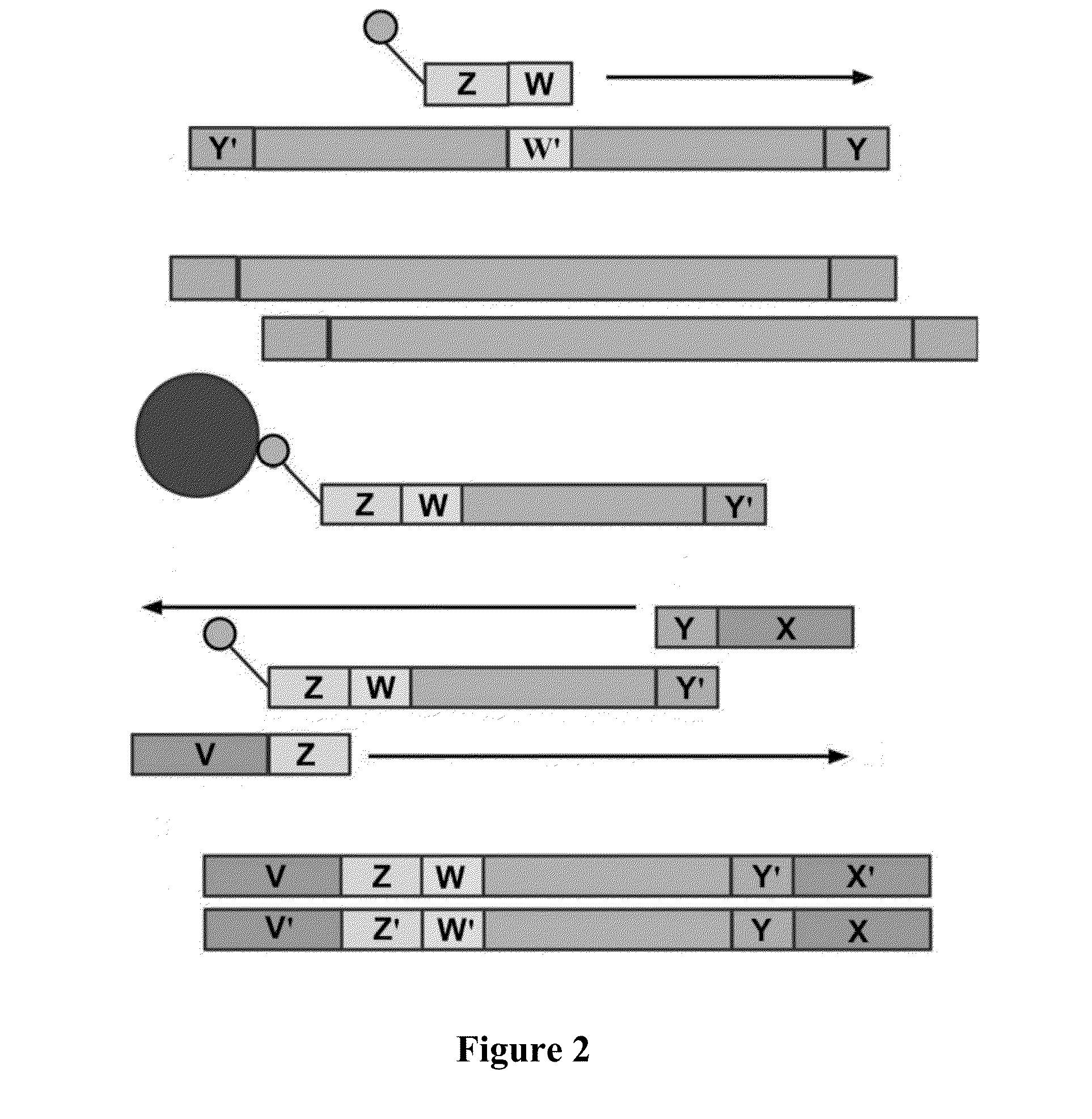 System and Methods for Detecting Genetic Variation