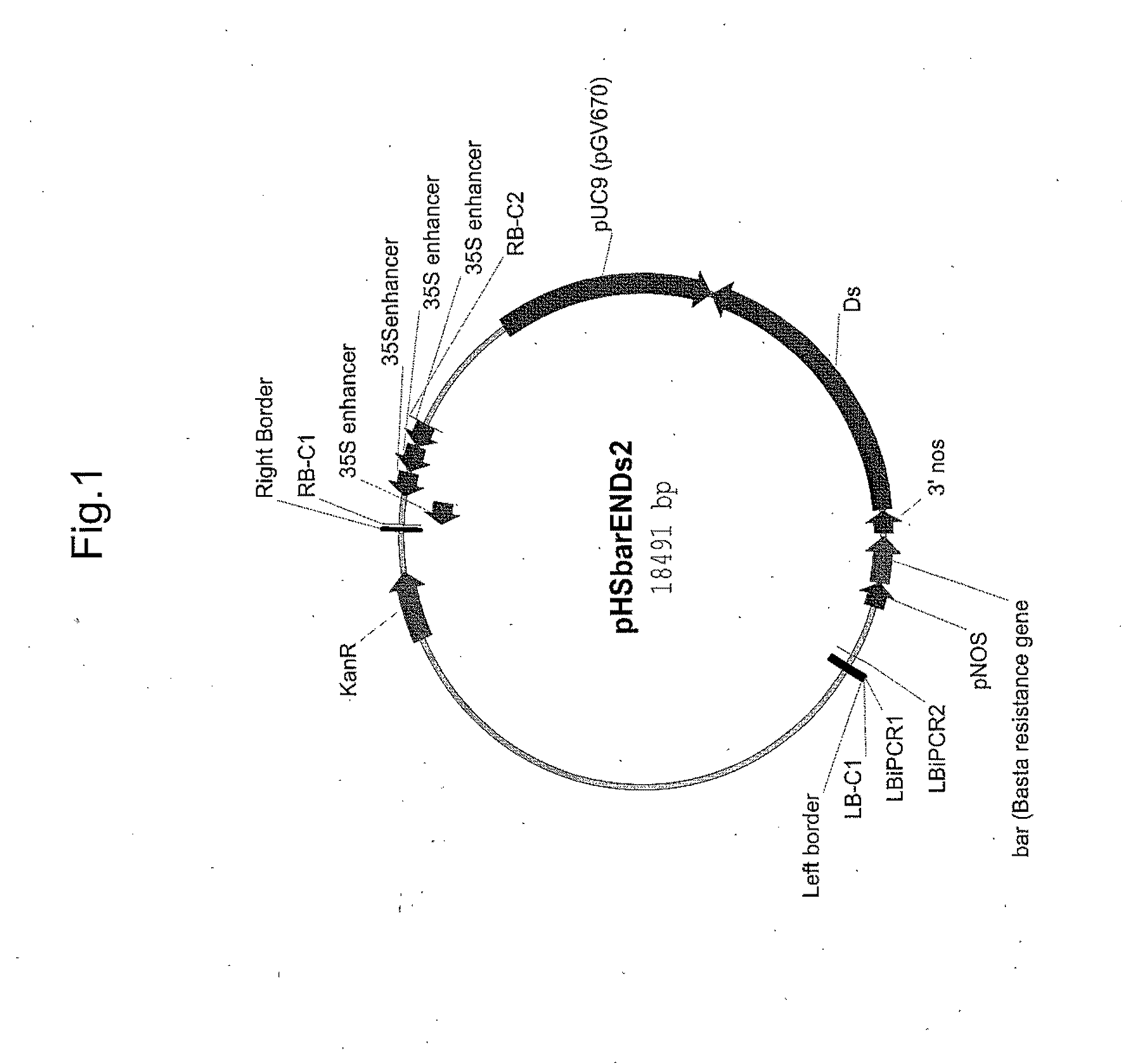 Plants with altered root architecture, related constructs and methods involving genes encoding protein phophatase 2c (PP2C) polypeptides and homologs thereof