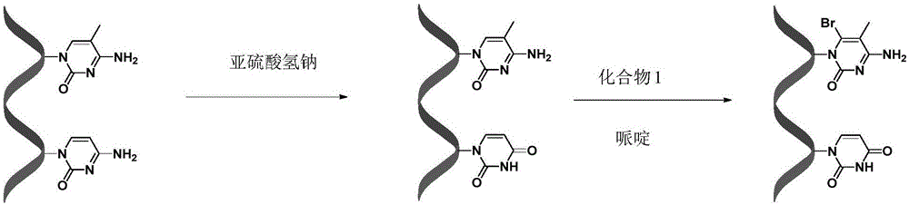 Method for detecting 5-methylcytosines in nucleic acid