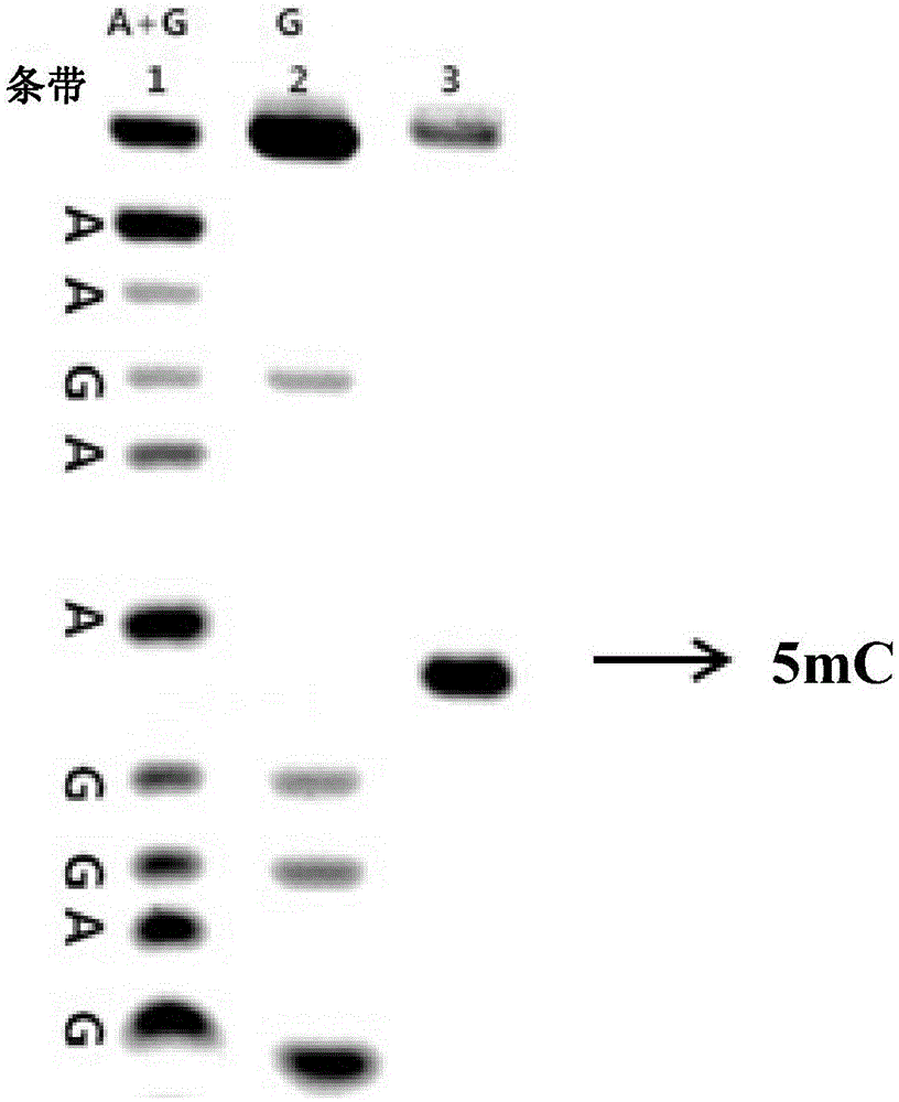 Method for detecting 5-methylcytosines in nucleic acid