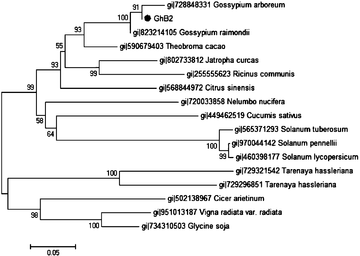 Upland cotton ghb2 protein and its coding gene and application