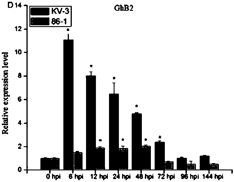 Upland cotton ghb2 protein and its coding gene and application