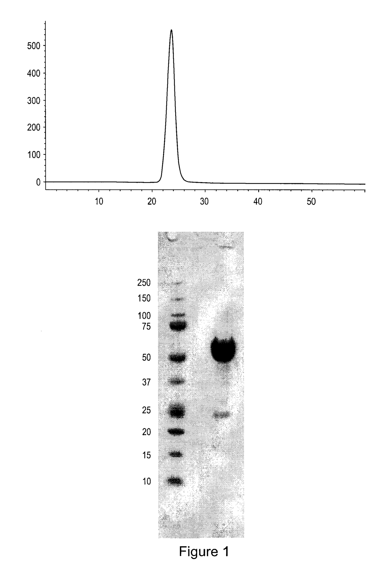 Activin-actriia antagonists and uses for treating or preventing breast cancer