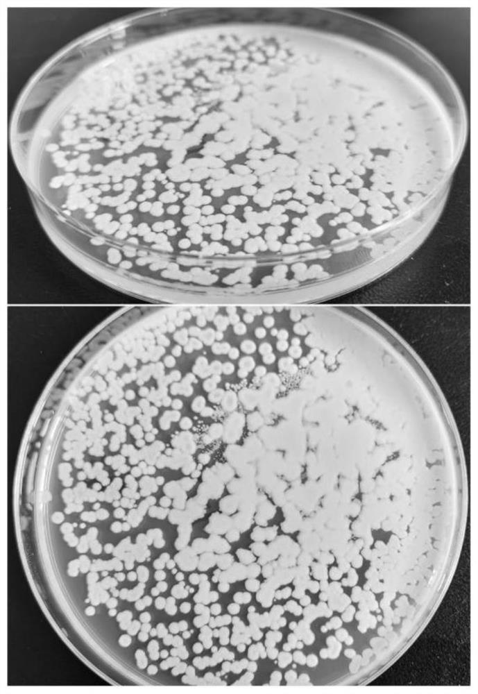 A strain of Bacillus cereus and its application