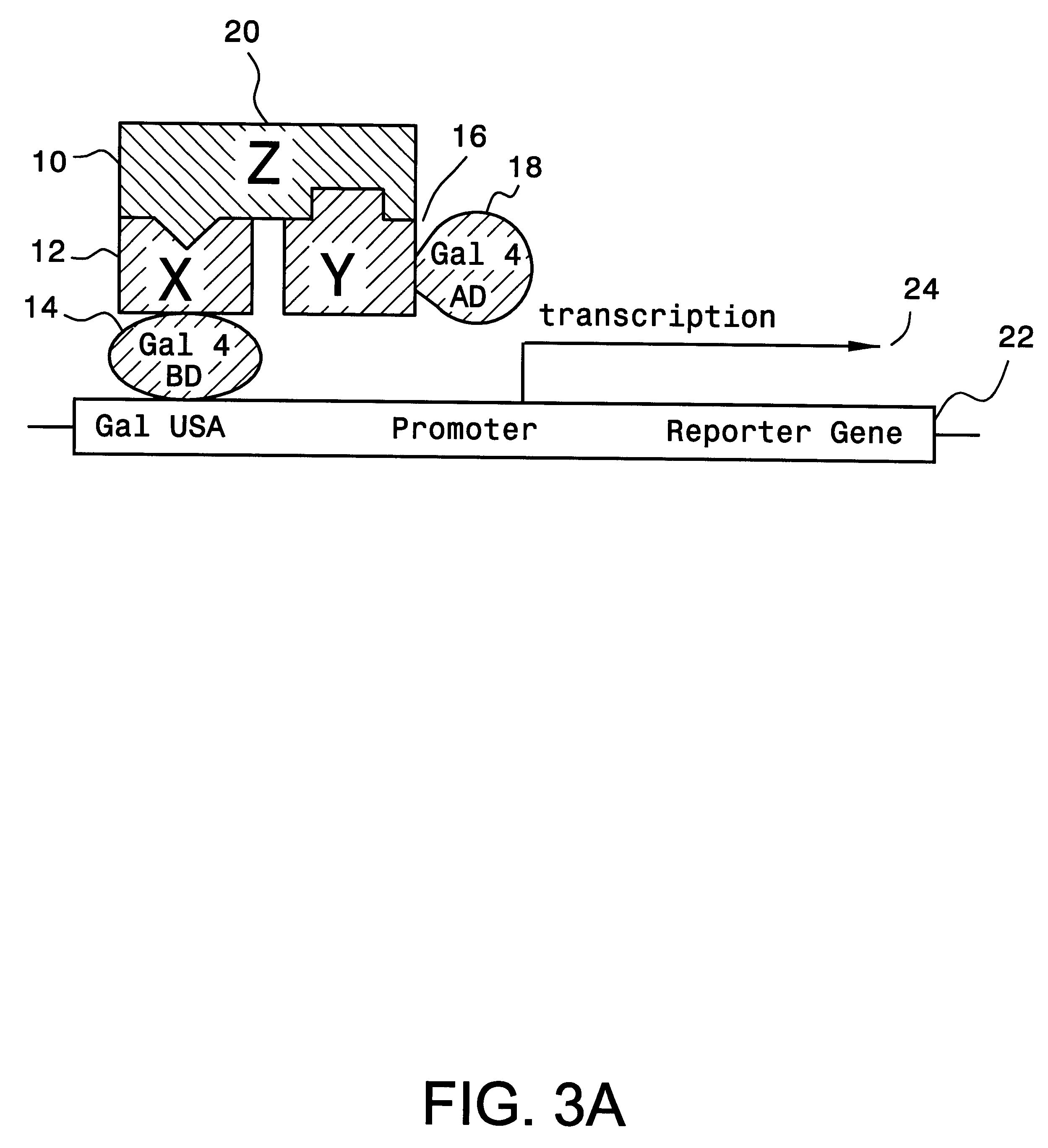 Method and kit for detection of multiple protein interactions