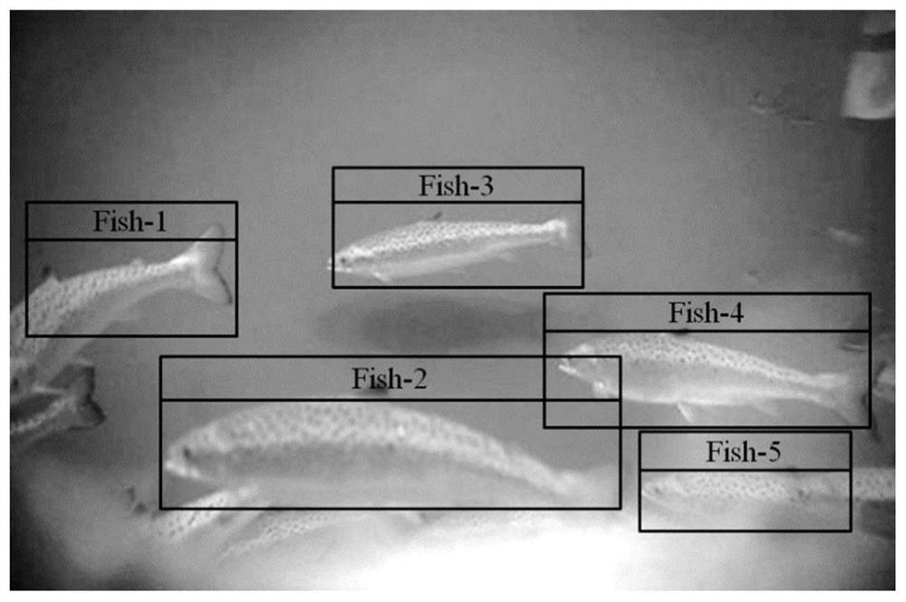 Fish behavior image recognition method based on improved AlexNet