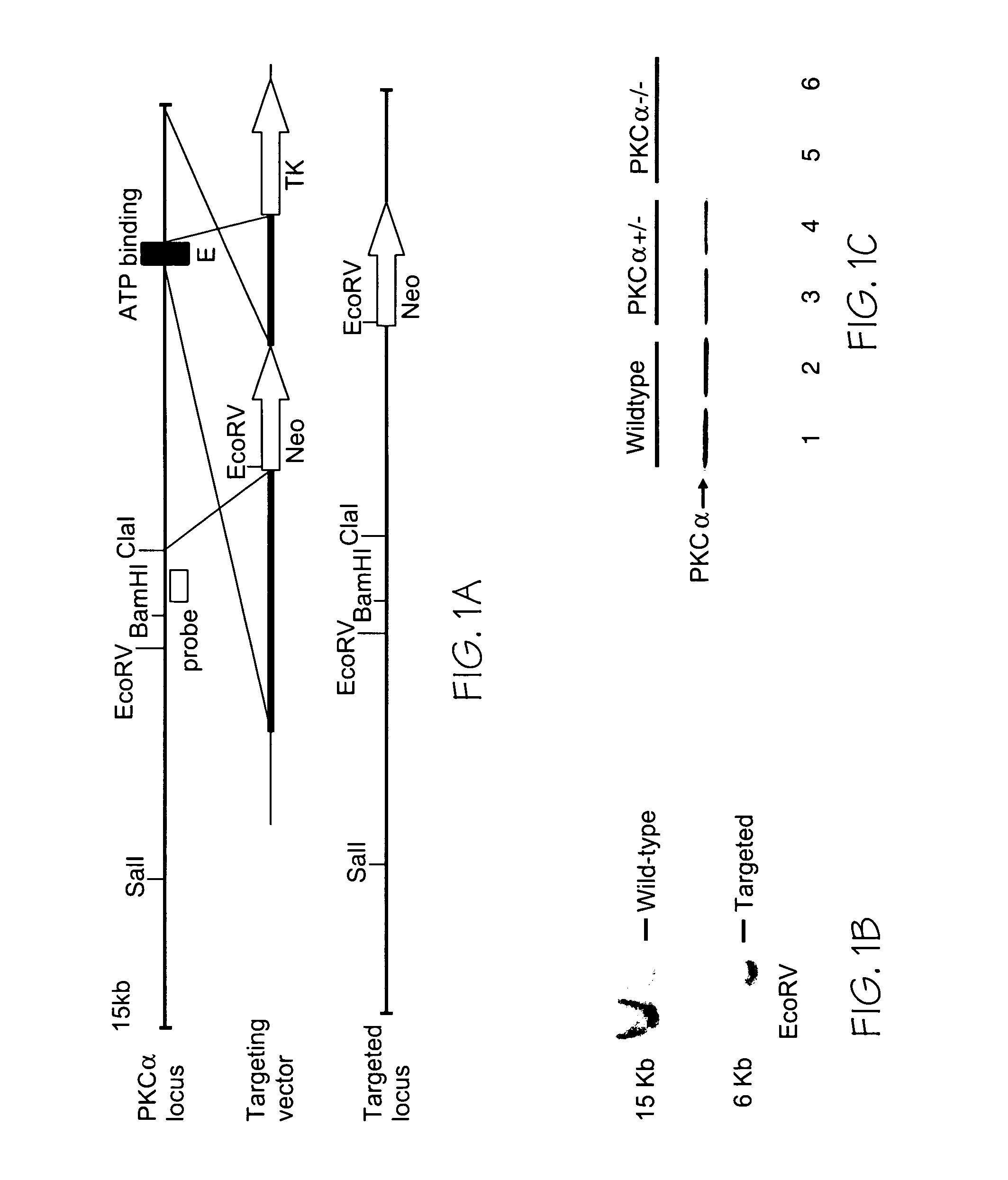 Regulation of cardiac contractility and heart failure propensity