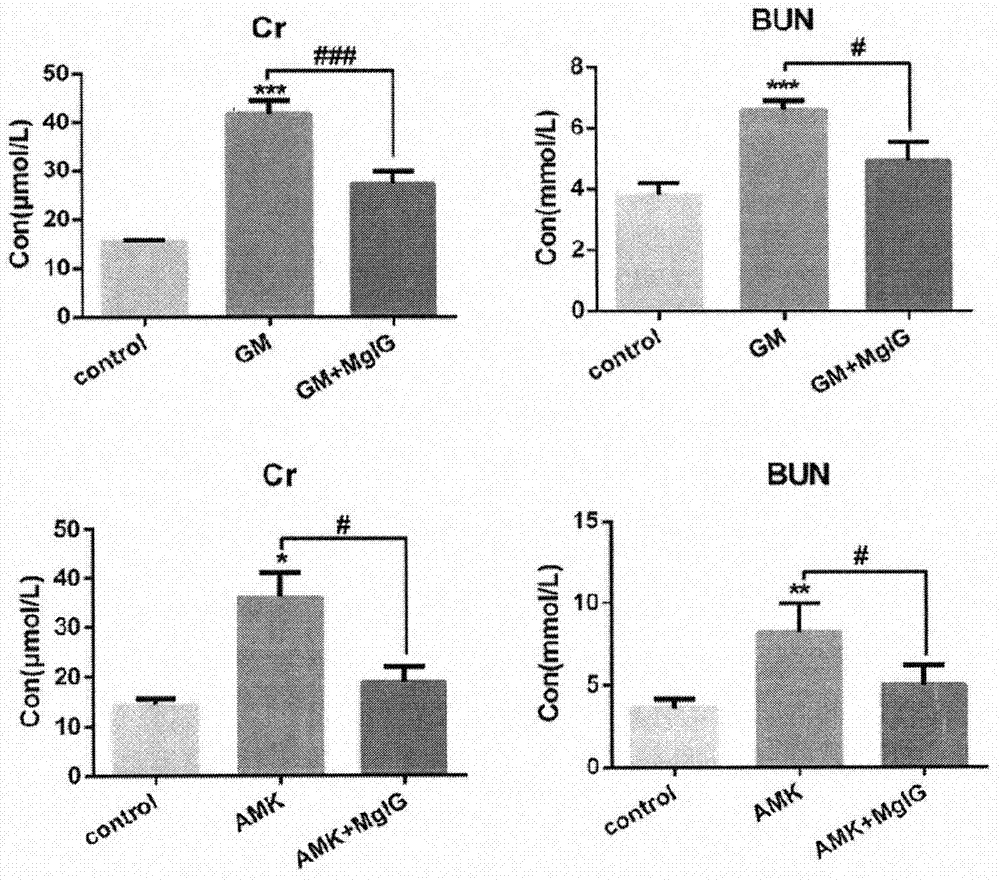 Application of MgIG (magnesium isoglycyrrhizinate) in preparing treatment drug for relieving renal injury caused by aminoglycoside antibiotics