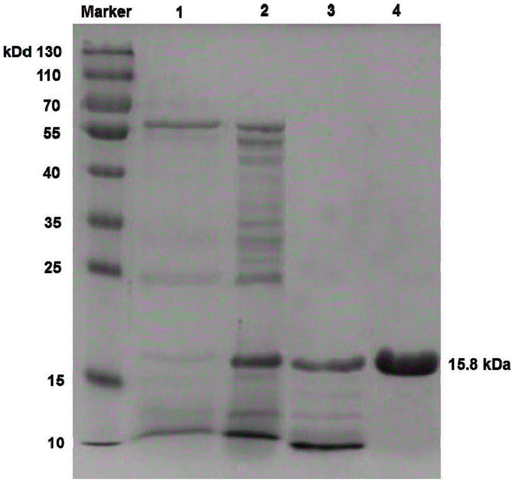 Marine bacillus polypeptide and preparation and application thereof