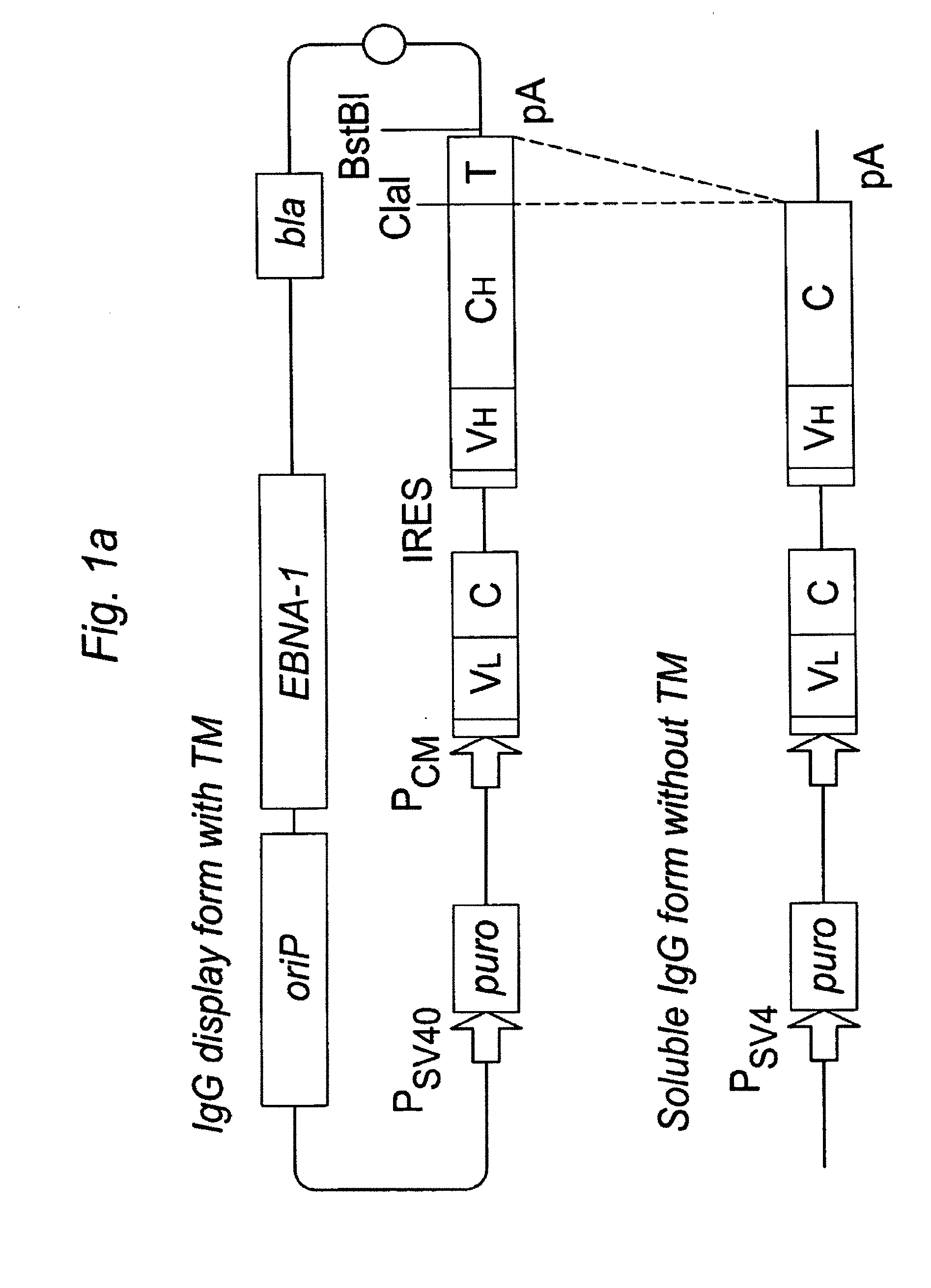 Mammalian cell-based immunoglobulin display libraries