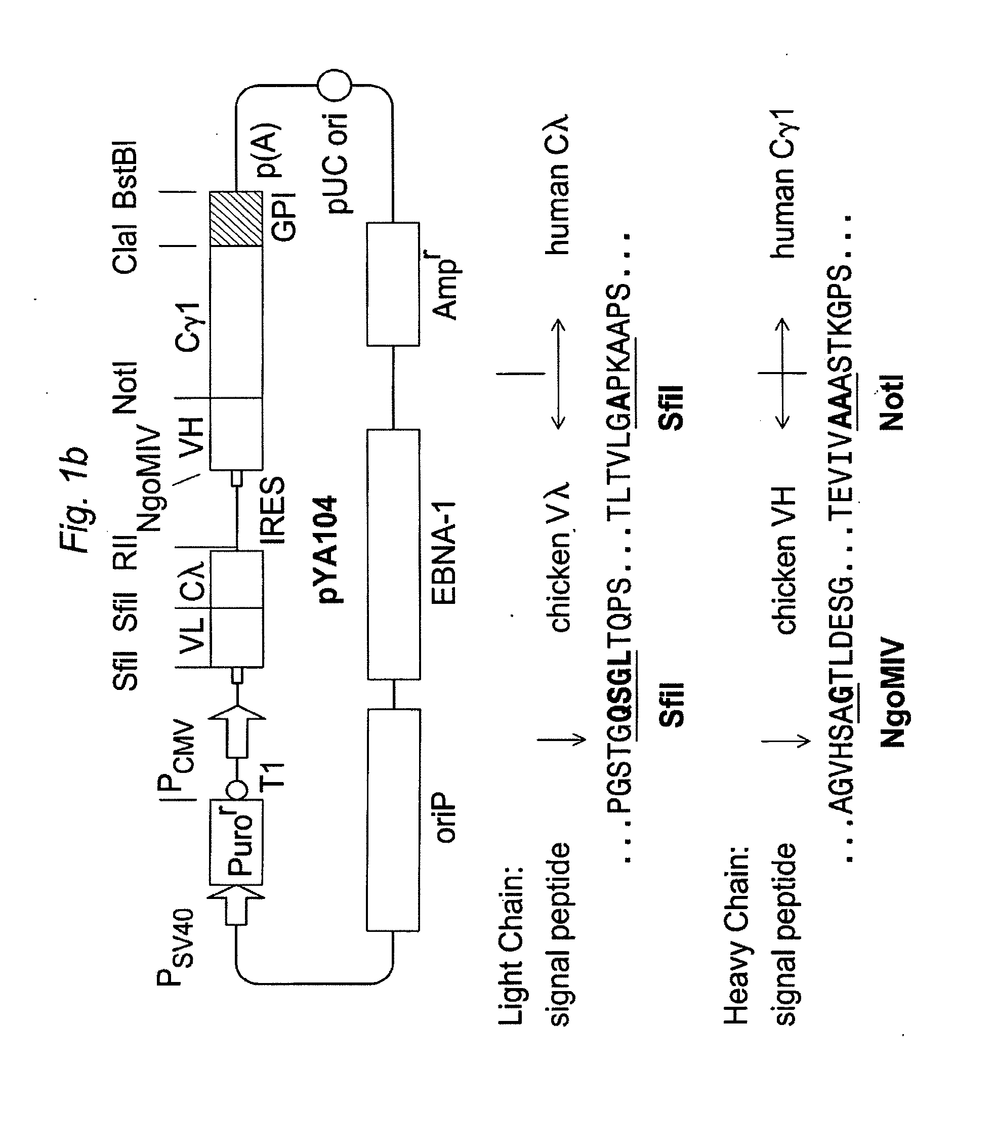 Mammalian cell-based immunoglobulin display libraries