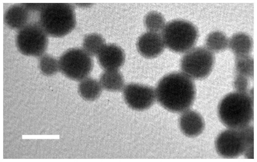 Tumor microenvironment response type nanoparticle based on biomimetic engineering as well as preparation method and application thereof