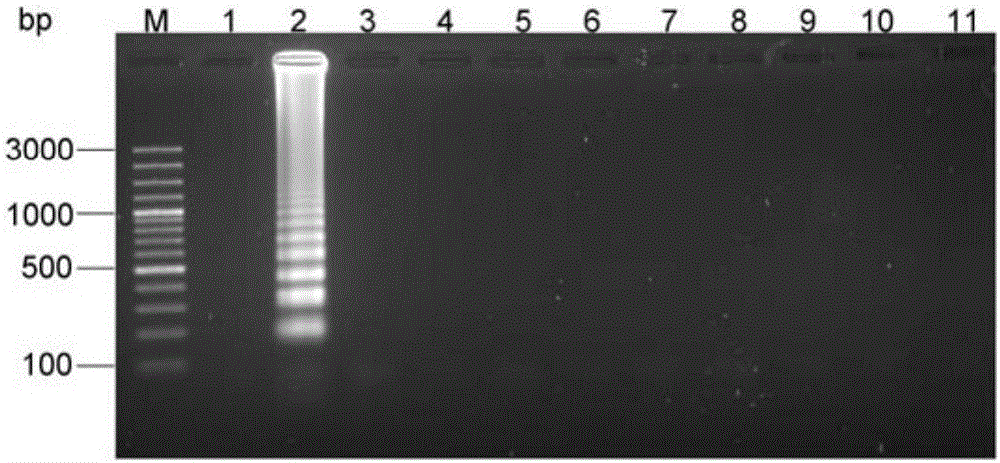 Primer and probe sequence used for LAMP-LFD detection of vibrio fluvialis and application of primer and probe sequence