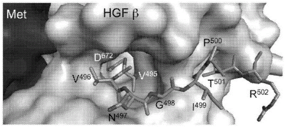 zymogen activator