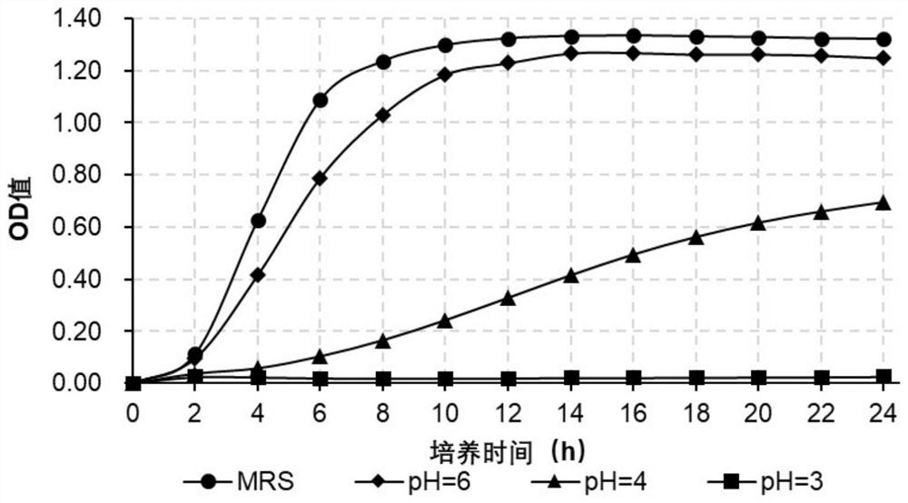 A strain of Pediococcus pentosaceus and its application in improving the flavor quality of fermented fruits and vegetables