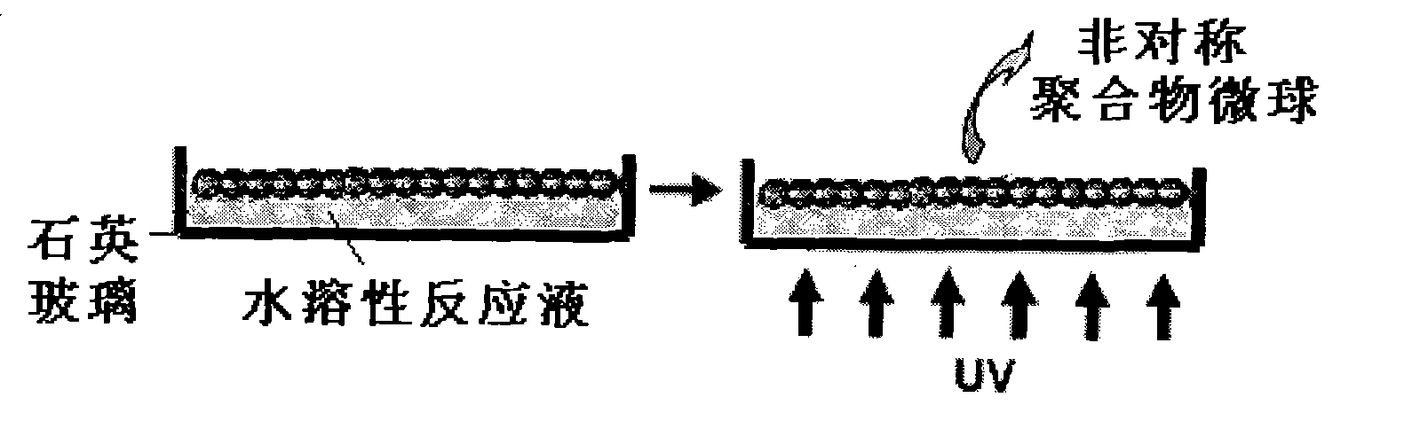 Method for preparing asymmetric polymer microsphere by using optically active polymer microsphere in UV light field