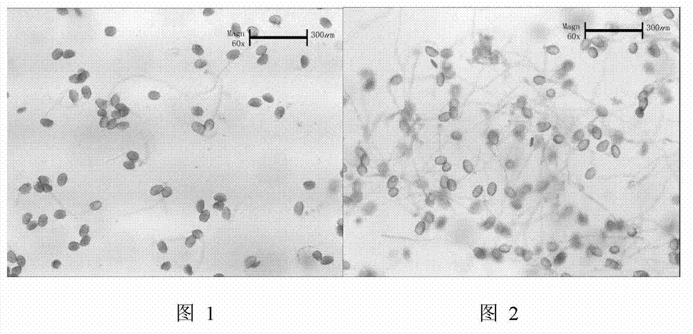 Method for measuring pollen vitality of lycoris plants using in-vitro germination method