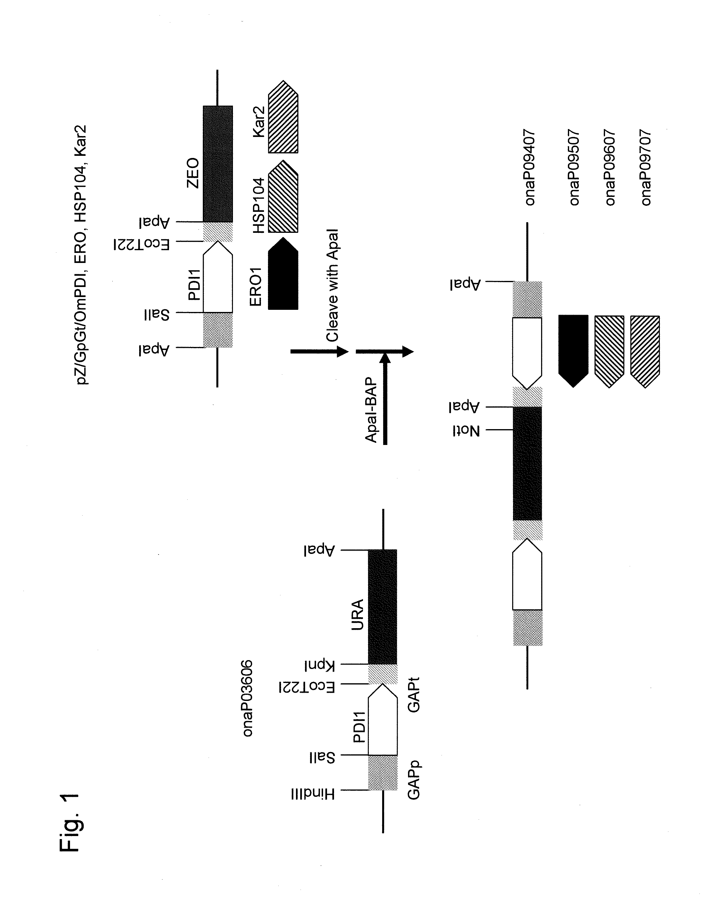 Method for high-level secretory production of protein