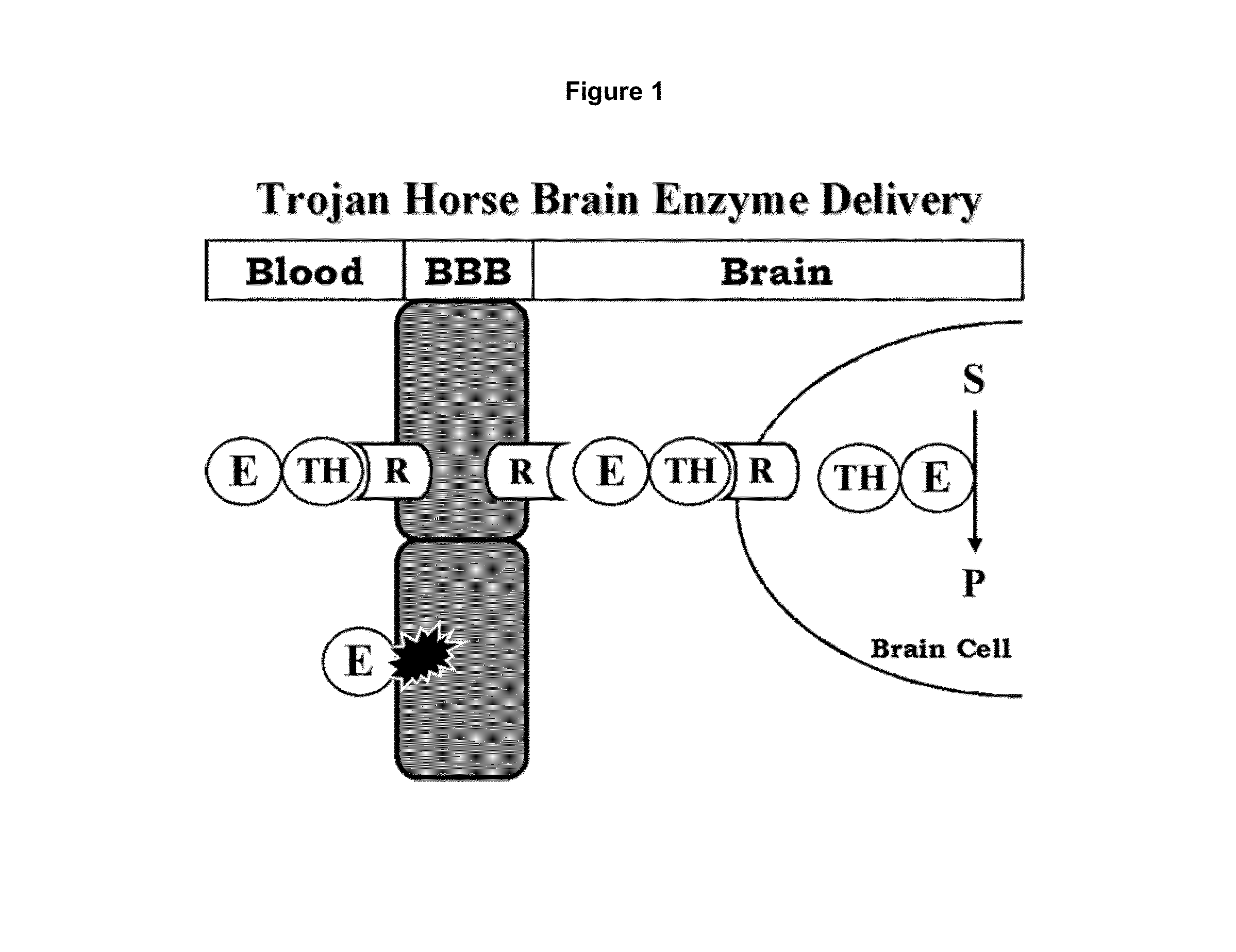 Methods and compositions for increasing arylsulfatase A activity in the CNS