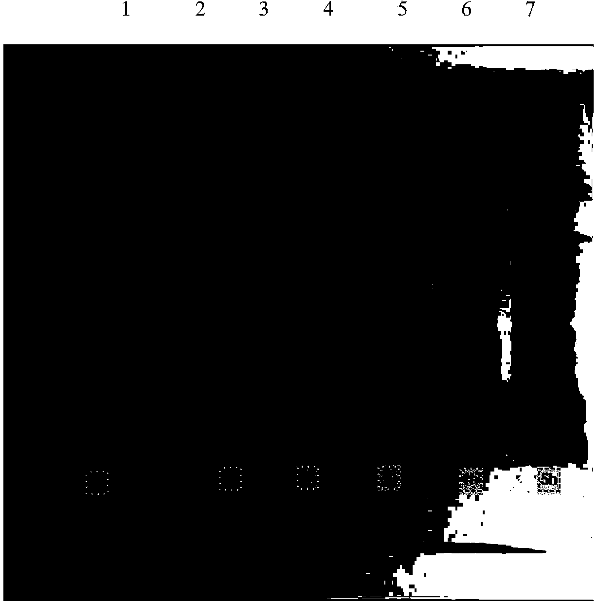 Purification method of candidate antigen Glu of streptococcus mutans recombinant subunit genetic engineering vaccine