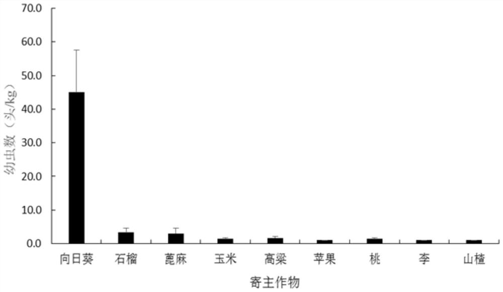 A method for continuously and quickly obtaining a large number of test insects of Peach Borer