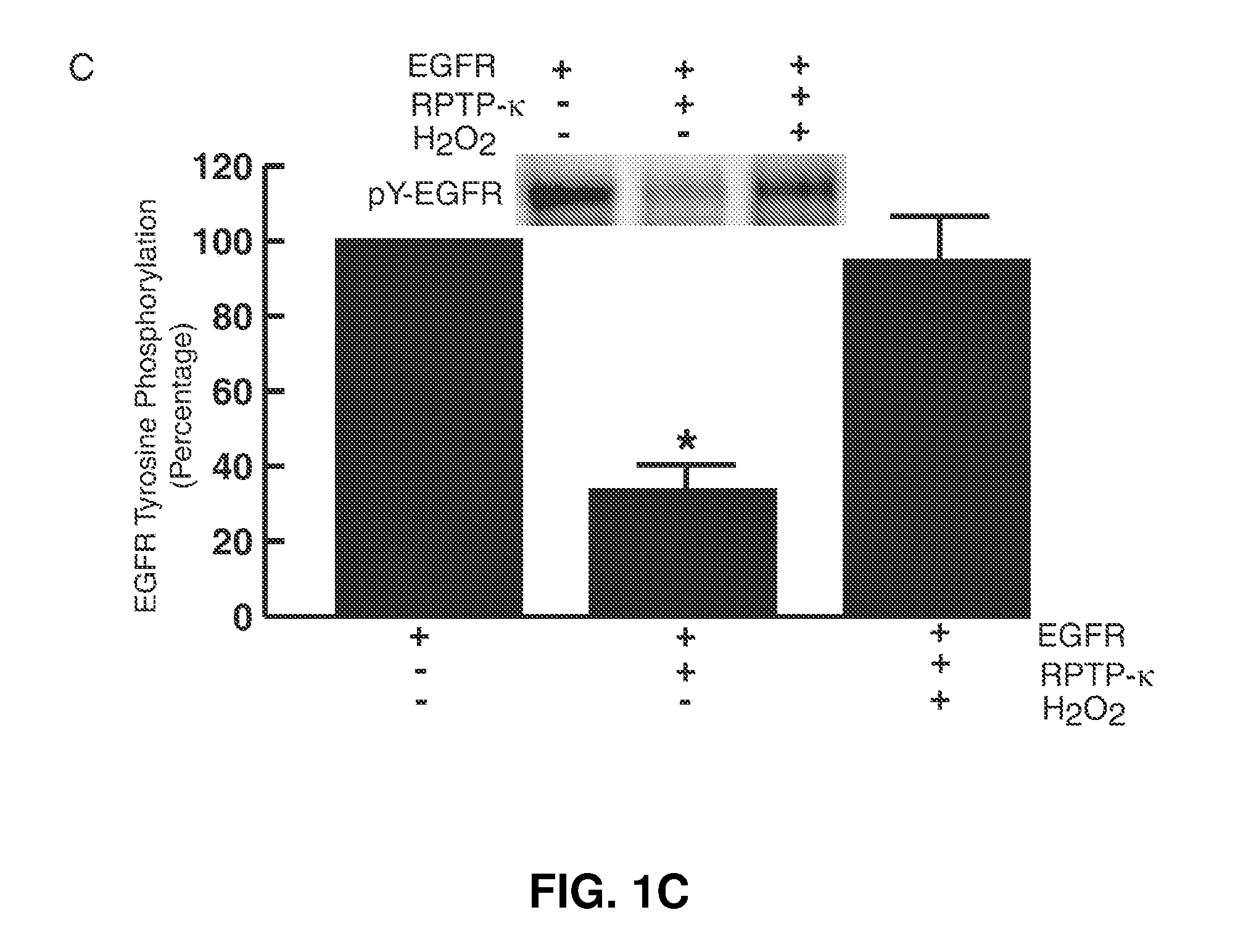Methods for identifying treatments that treat and/or prevent UV irradiation induced photoaging