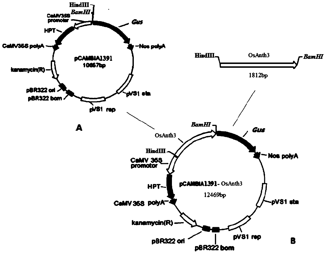 A rice anther-specific expression promoter osanth3 and its application