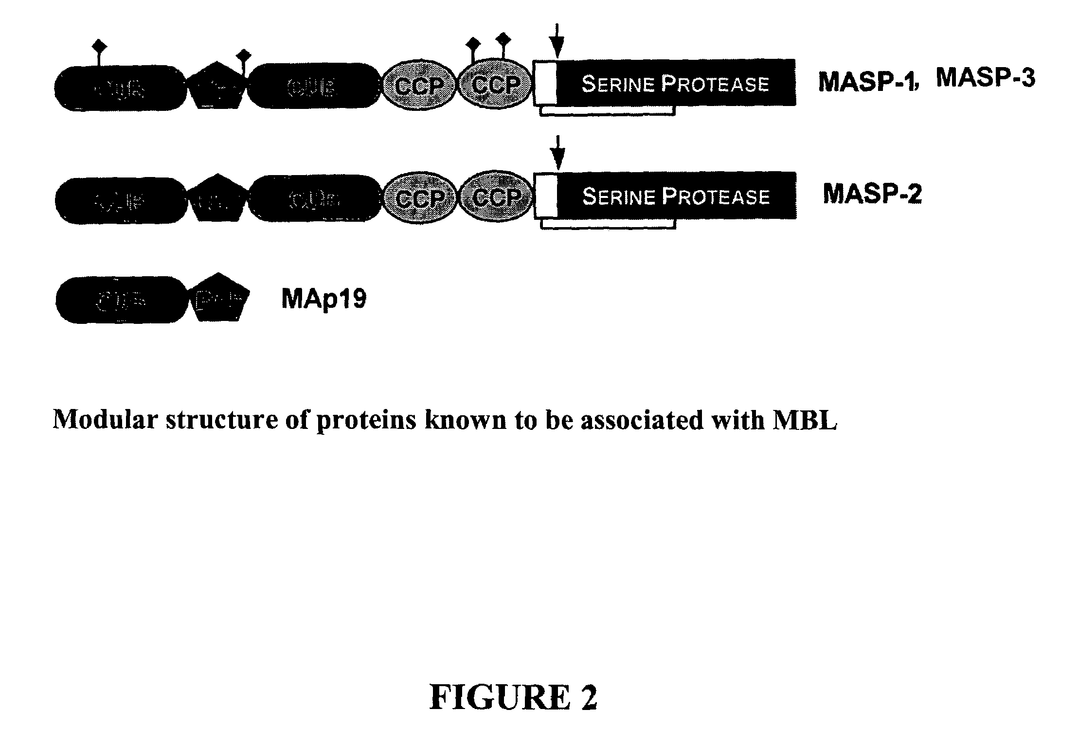 Folded recombinant catalytic fragments of multidomain serine proteases, preparation and uses thereof