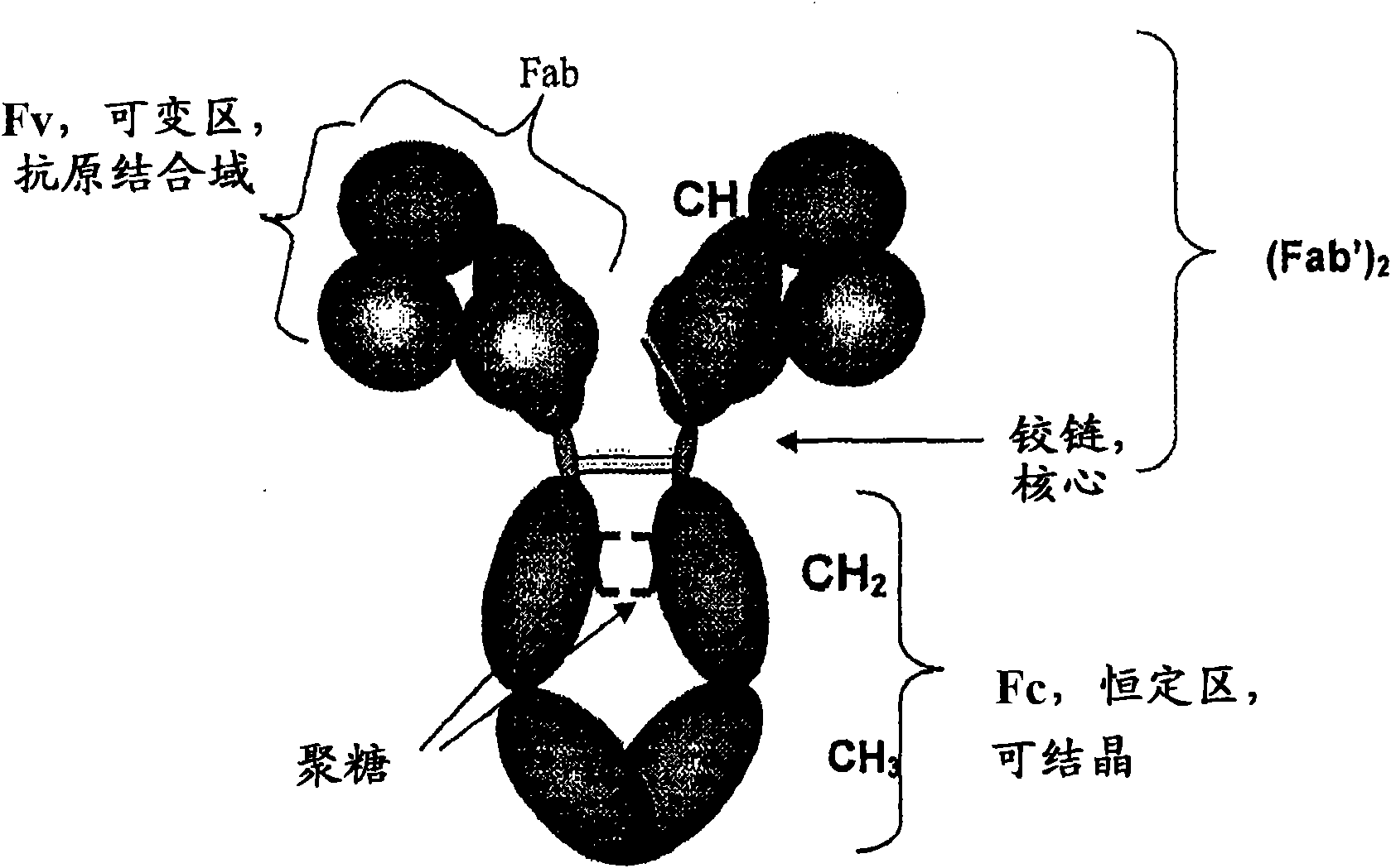 Proteolysis resistant antibody preparations