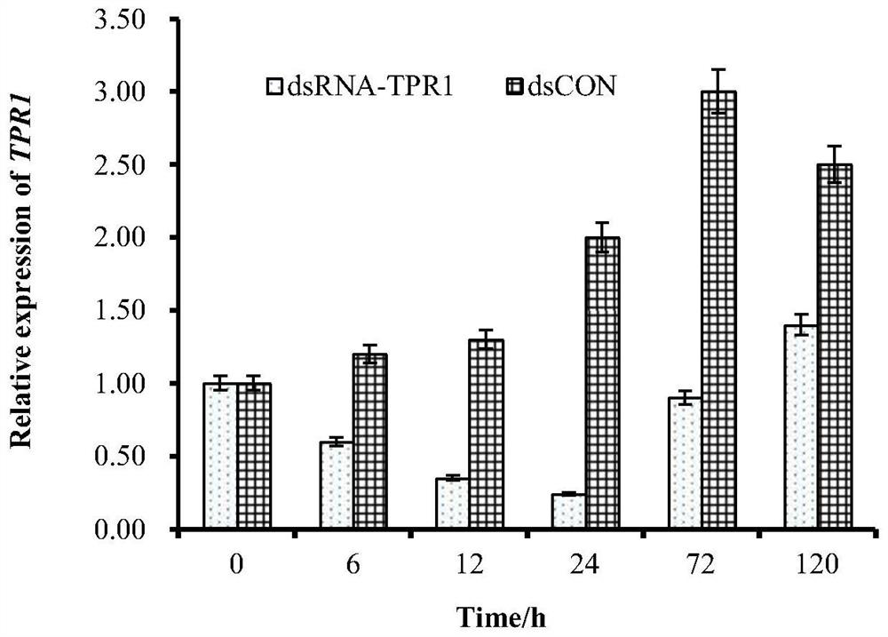 TPR1 gene related to low-temperature tolerance of ampullaria gigas, encoded protein and application of TPR1 gene
