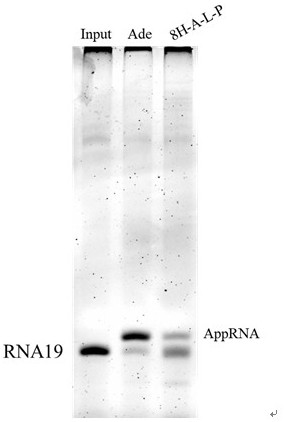 A novel phosphorylated adenylase and its preparation method and application