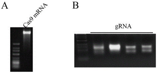 Preparation method of staphylococcus aureus CRISPR/Cas9 system and application of system in constructing mouse model