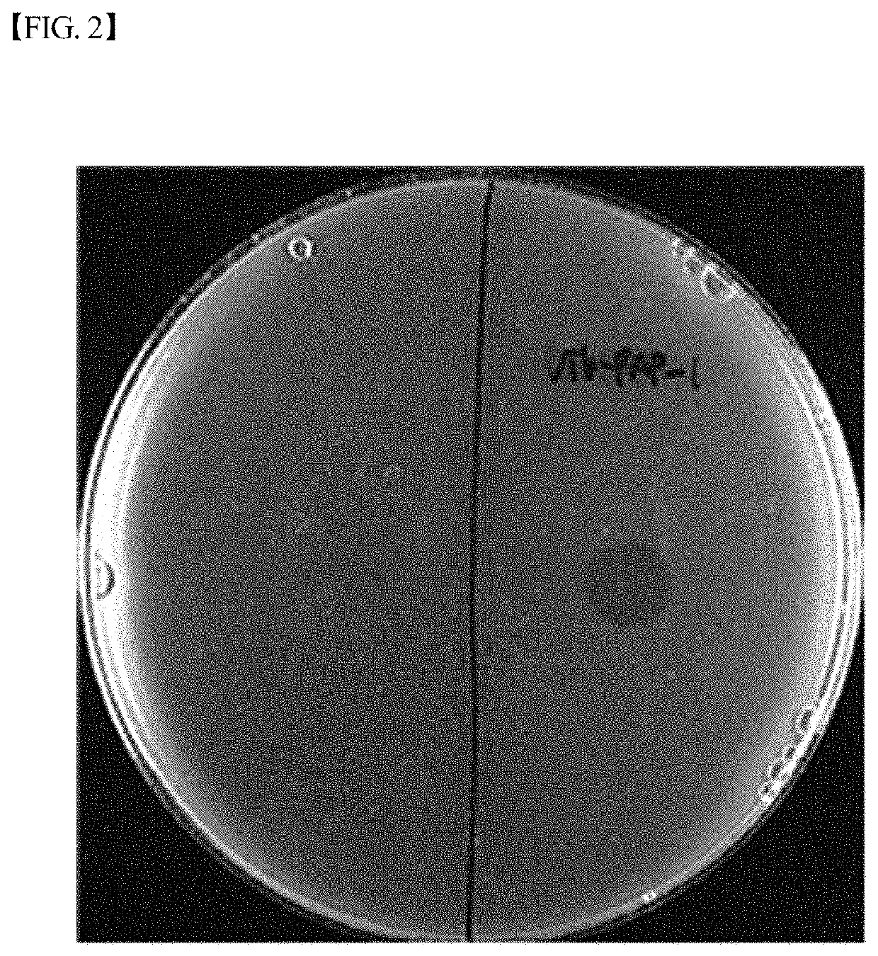 Vibrio parahaemolyticus bacteriophage Vib-PAP-1 and use thereof for inhibiting proliferation of vibrio parahaemolyticus