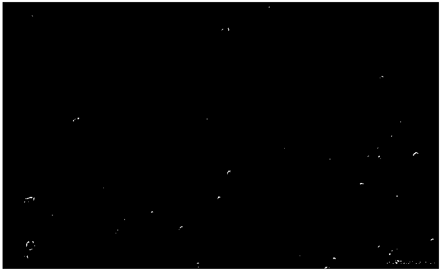 A method for culturing endothelial progenitor cells derived from bone marrow