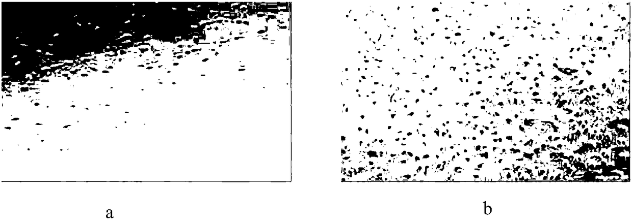 A method for culturing endothelial progenitor cells derived from bone marrow