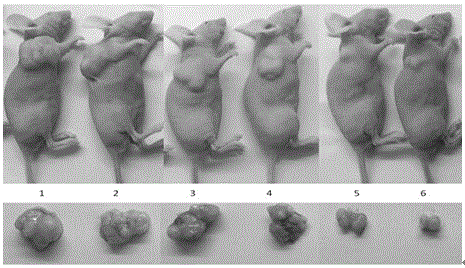Method for inhibiting hepatoma carcinoma nude mouse transplantation tumor capacity through silent secretory clusterin