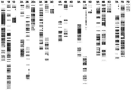A method for drawing genetic composition maps of wheat varieties