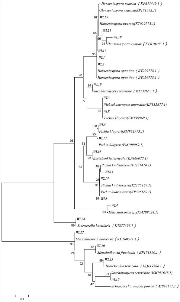 A compound fermentation composition and its application in brewing dry Cabernet Sauvignon wine