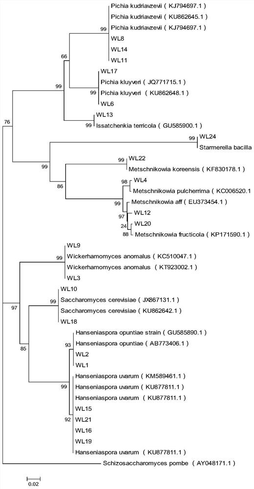 A compound fermentation composition and its application in brewing dry Cabernet Sauvignon wine