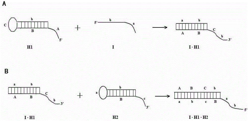 Asymmetrical hairpin probe and application thereof