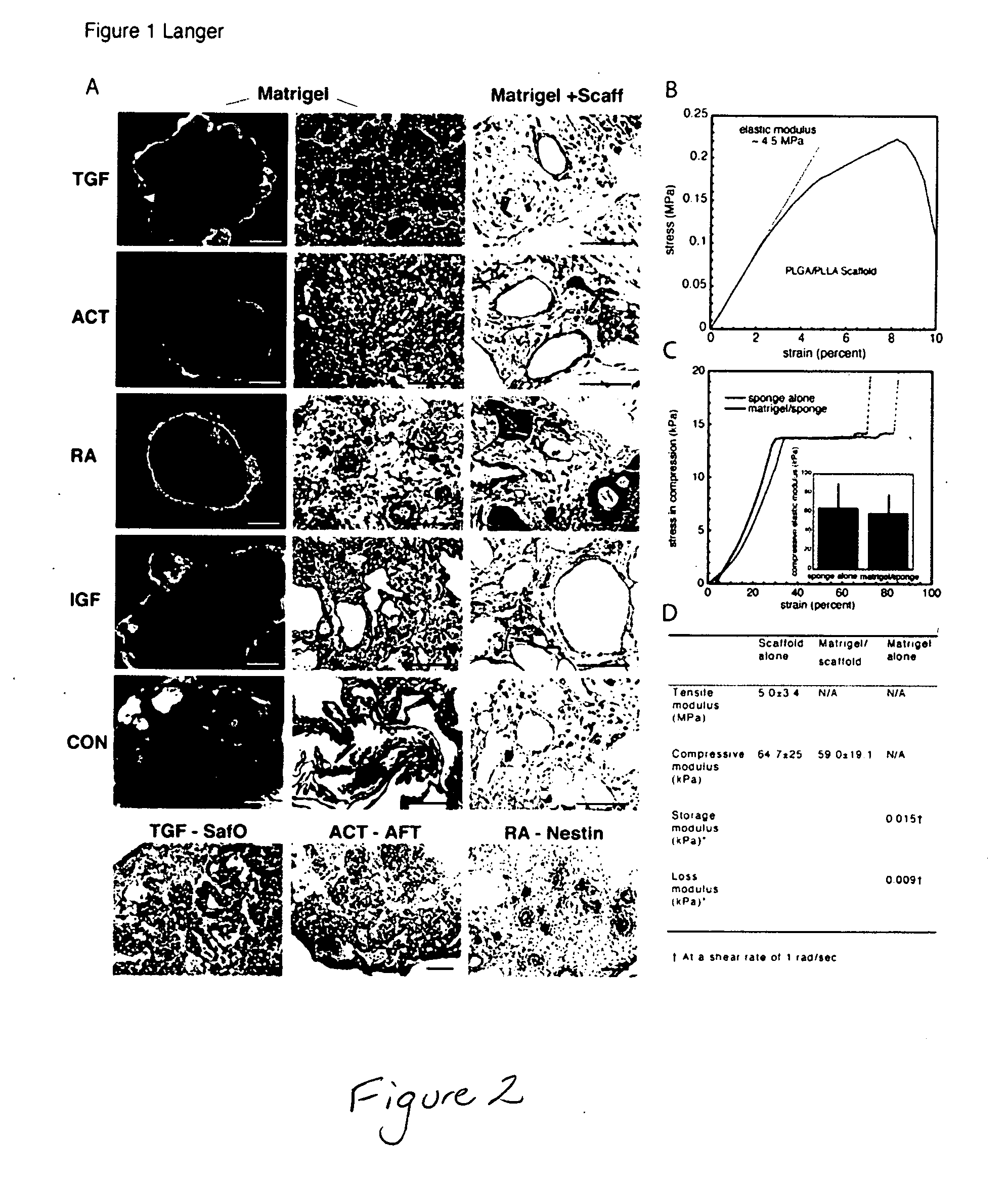 Engineering three-dimensional tissue structures using differentiating embryonic stem cells