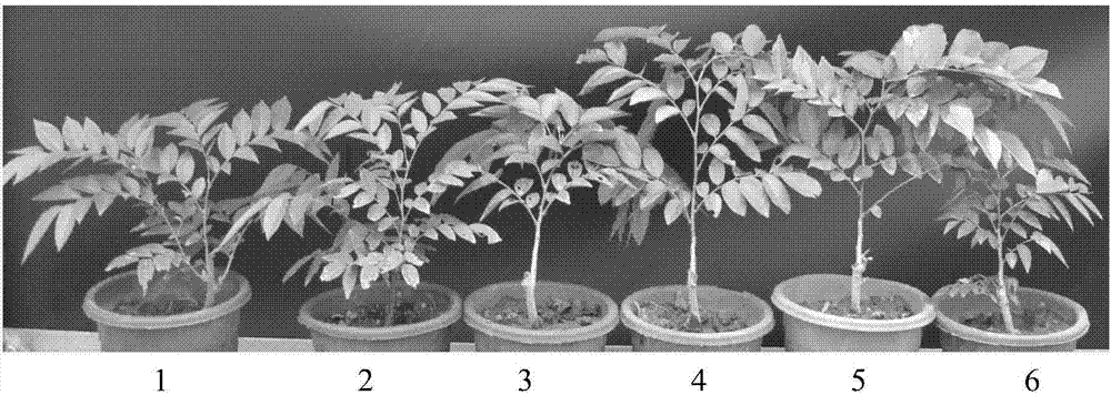 Method for improving drought resistance of dalbergia odorifera