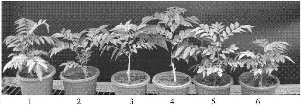 Method for improving drought resistance of dalbergia odorifera