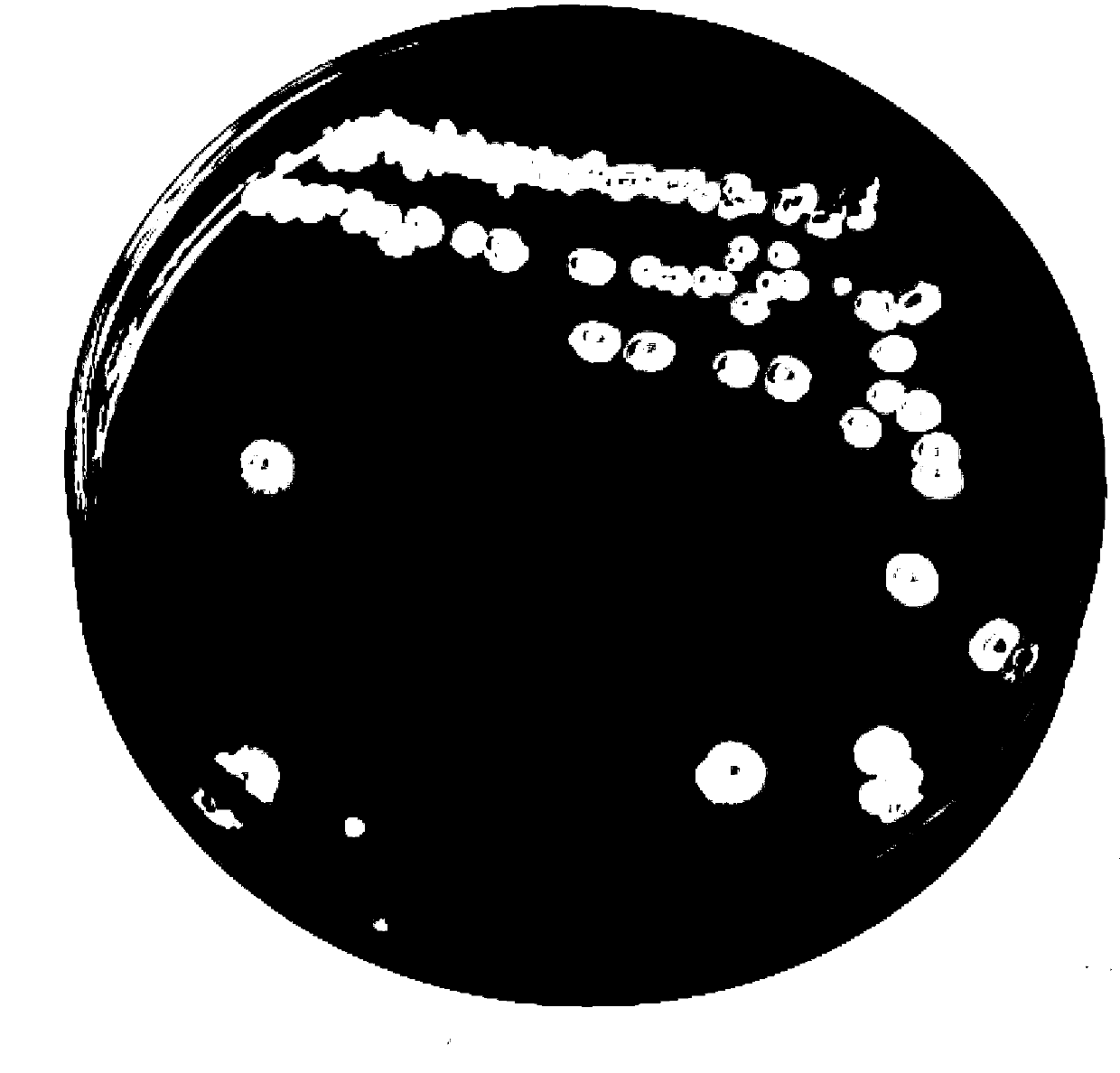 Bacillus subtilis and microbial agent containing same