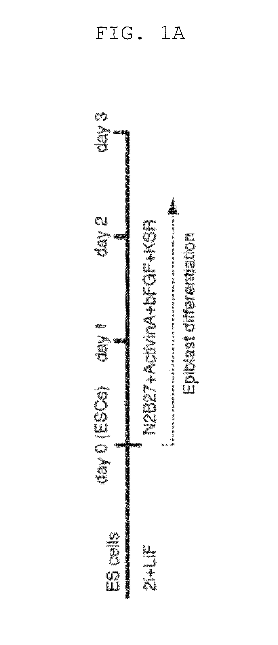 Method of inducing differentiation from pluripotent stem cells to germ cells