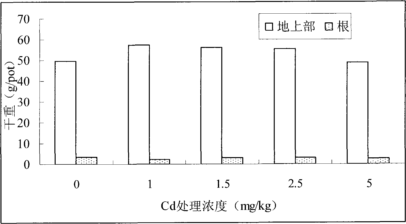 Method for safe production in cadmium polluted soil by utilizing low cadmium accumulation type celery cabbage