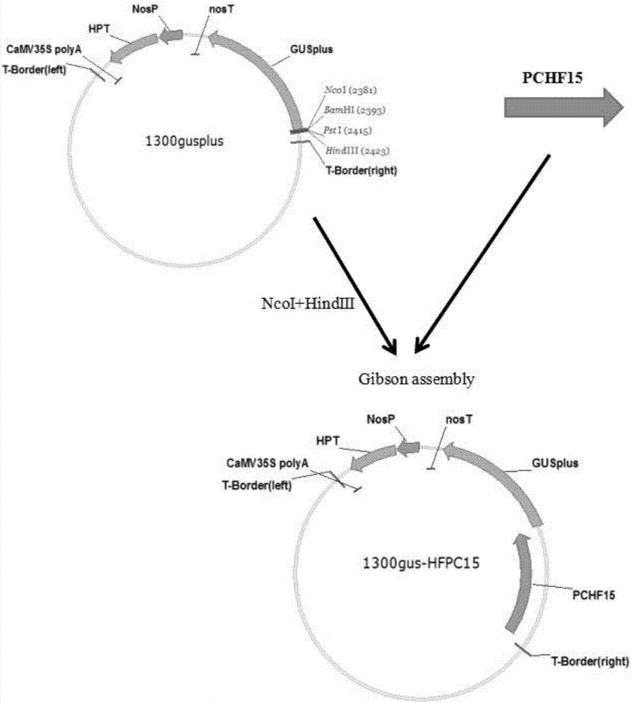 A kind of plant anther-specific promoter pchf15 and its application